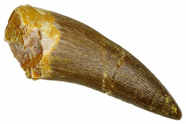 Fossil Plesiosaur (Zarafasaura) Tooth - Morocco #369983